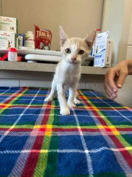 Frosted Strawberry -  Domestic Short Hair Cat for Adoption in Marion, Ohio - Frosted Strawberry | PetCurious