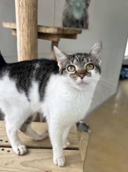 Rescue Domestic Short Hair Cats for Adoption in Chicago, Illinois - Nora | PetCurious
