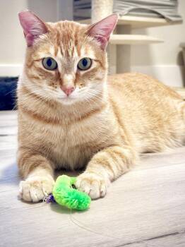 Ollie -  Domestic Short Hair Cat for Adoption in Alameda, California - Ollie | PetCurious