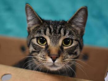 Vencent -  Domestic Short Hair Cat for Adoption in Portland, Oregon - Vencent | PetCurious