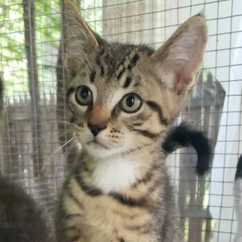 Herbie -  Domestic Short Hair Cat for Adoption in Salt Point, New York - Herbie | PetCurious