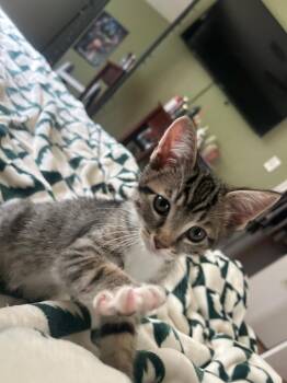 2026-61B Leni -  Domestic Short Hair Cat for Adoption in Windsor, Connecticut - 2026-61B Leni | PetCurious