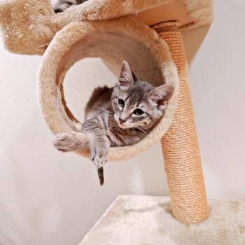 Domestic Medium Hair Cats Available for Adoption - Nikki | PetCurious