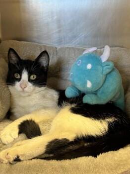 Etta -  Domestic Short Hair Cat for Adoption in Roseville, California - Etta | PetCurious