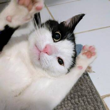 Ralfie -  American Shorthair Cat for Adoption in New York, New York - Ralfie | PetCurious