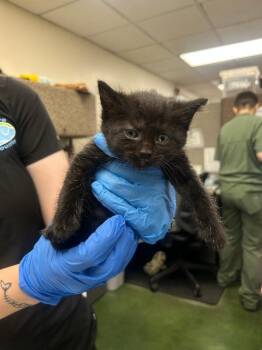Lexa -  Domestic Short Hair Cat for Adoption in Fruit Heights, Utah - Lexa | PetCurious