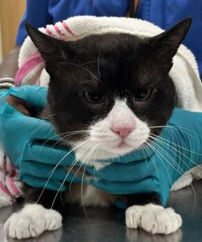 Snowshoe Cats Available for Adoption - LEOPOLD | PetCurious