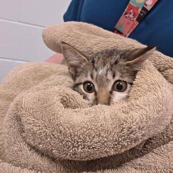Darby -  Domestic Medium Hair Cat for Adoption in Chattanooga, Tennessee - Darby | PetCurious