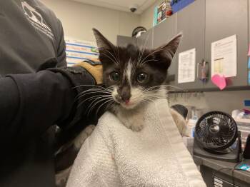 UMA -  Domestic Short Hair Cat for Adoption in Ontario, California - UMA | PetCurious