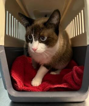 Chef Boyardee -  Domestic Short Hair Cat for Adoption in Daytona Beach, Florida - Chef Boyardee | PetCurious