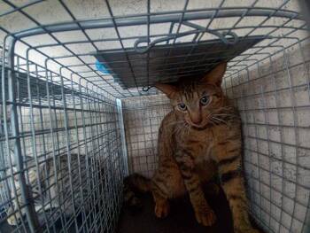 Rescue Domestic Short Hair Cats for Adoption in Fort Lauderdale, Florida - A2451680 | PetCurious