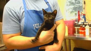 BINX -  Domestic Short Hair Cat for Adoption in Cookeville, Tennessee - BINX | PetCurious