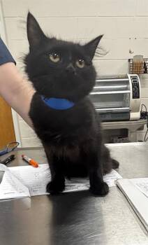 CLIFF -  Domestic Short Hair Cat for Adoption - CLIFF | PetCurious