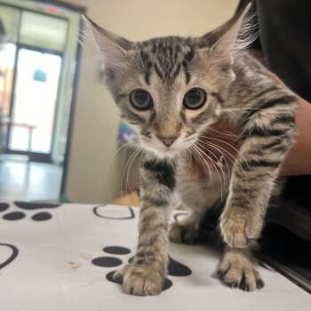 Walter Mick -  Domestic Long Hair Cat for Adoption in Las Vegas, Nevada - Walter Mick | PetCurious
