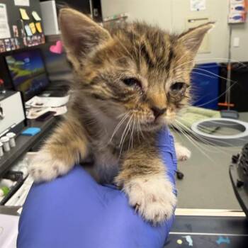 Domestic Short Hair Cats Available for Adoption - NEEDS A FOSTER | PetCurious