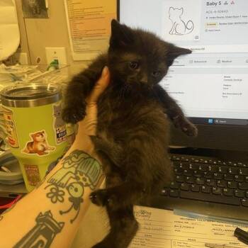 Dhalia -  Domestic Short Hair Cat for Adoption in Chicago, Illinois - Dhalia | PetCurious