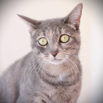 Rescue Domestic Short Hair Cats for Adoption in Amsterdam, New York - Sweet Pea | PetCurious