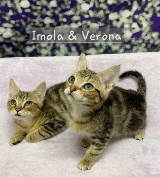 Imola & Verona -  Tabby Cat for Adoption in Charlotte, North Carolina - Imola & Verona | PetCurious