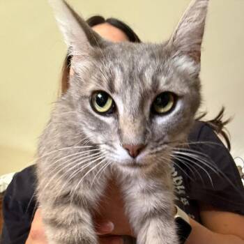 Sierra -  Domestic Short Hair Cat for Adoption in Tustin, California - Sierra | PetCurious