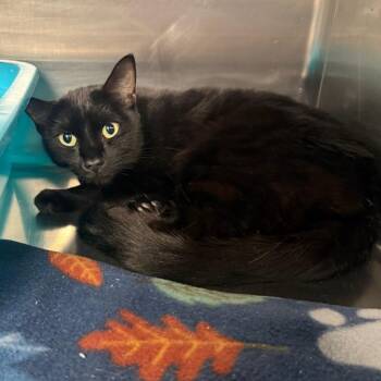 Coal -  Domestic Short Hair Cat for Adoption in Spokane, Washington - Coal | PetCurious