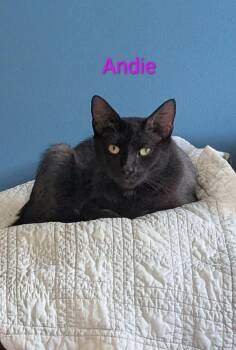 Andie -  Domestic Short Hair Cat for Adoption in Lapeer, Michigan - Andie | PetCurious