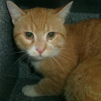 Amaretto (Working Cat) -  Domestic Short Hair Cat for Adoption in Plover, Wisconsin - Amaretto (Working Cat) | PetCurious