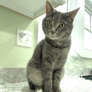 Cassiopiea -  Domestic Short Hair Cat for Adoption in Goshen, Indiana - Cassiopiea | PetCurious