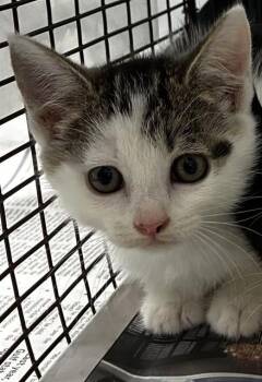 NAOMI -  Domestic Short Hair Cat for Adoption in Fort Lauderdale, Florida - NAOMI | PetCurious