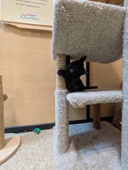 Ninja -  Domestic Short Hair Cat for Adoption in Rowlett, Texas - Ninja | PetCurious