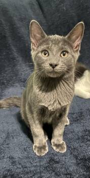 Tostada -  Domestic Short Hair Cat for Adoption in Chattanooga, Tennessee - Tostada | PetCurious