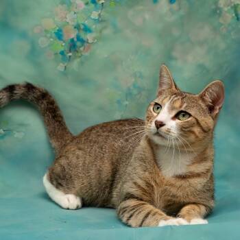Rescue Domestic Short Hair Cats for Adoption in Livingston, Texas - Thor | PetCurious