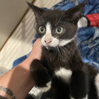 Muscadine -  Domestic Short Hair Cat for Adoption in Port Charlotte, Florida - Muscadine | PetCurious