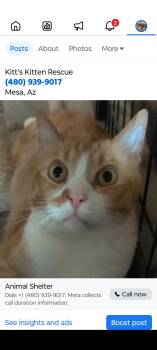 Rescue American Shorthair and Domestic Short Hair Cats for Adoption in Mesa, Arizona - Remy | PetCurious