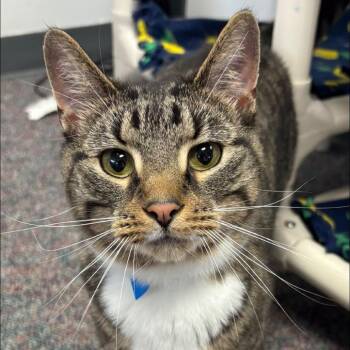 Beetlejuice -  Domestic Short Hair Cat for Adoption in Buffalo, New York - Beetlejuice | PetCurious