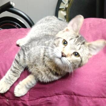 Rescue Domestic Short Hair Cats for Adoption in Greenwood, Indiana - Marshall | PetCurious