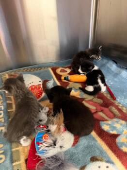 Altair -  Domestic Short Hair Cat for Adoption in Cape Coral, Florida - Altair | PetCurious