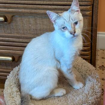 Rescue Domestic Short Hair and Siamese Cats for Adoption in Yardley, Pennsylvania - Theo | PetCurious