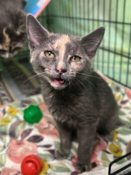 Rescue Domestic Short Hair Cats for Adoption in Menomonie, Wisconsin - Louise | PetCurious