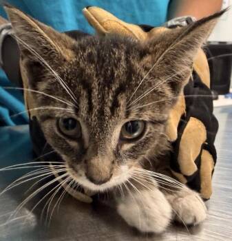 Cypress -  Domestic Short Hair Cat for Adoption - Cypress | PetCurious