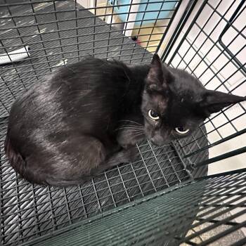 IVHS-A-141094 -  Domestic Short Hair Cat for Adoption in San Gabriel, California - IVHS-A-141094 | PetCurious
