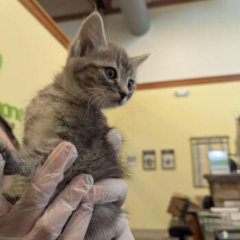 Elena -  Domestic Short Hair Cat for Adoption in Lynchburg, Virginia - Elena | PetCurious