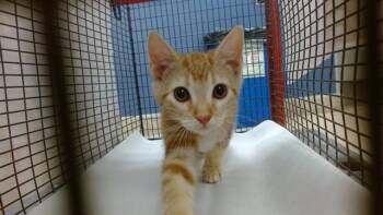 TRIXIE -  Domestic Short Hair Cat for Adoption in Doral, Florida - TRIXIE | PetCurious