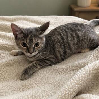 Lucky -  Domestic Short Hair Cat for Adoption in Tustin, California - Lucky | PetCurious