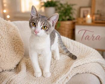 Tara -  Domestic Short Hair Cat for Adoption in San Diego, California - Tara | PetCurious