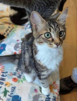 Arizona -  Tabby Cat for Adoption in Ocala, Florida - Arizona | PetCurious