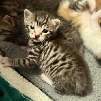 Domestic Short Hair Cats Available for Adoption - Baxter | PetCurious