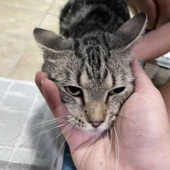 Honey -  Domestic Short Hair Cat for Adoption in Newport, North Carolina - Honey | PetCurious