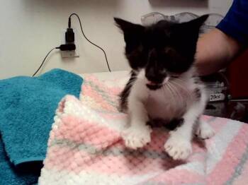 A1048671 -  Domestic Short Hair Cat for Adoption in Martinez, California - A1048671 | PetCurious
