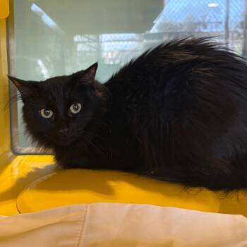 Lilith -  Domestic Long Hair Cat for Adoption in Abilene, Texas - Lilith | PetCurious