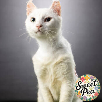 Rescue Domestic Short Hair Cats for Adoption in Jupiter, Florida - Rivian | PetCurious